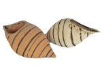 Školjka