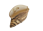 Školjka saksija