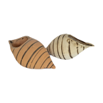Školjka