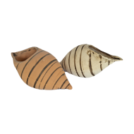 Školjka